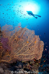 nikon d2x 10,5mm 2 srobes 120 sea&sea by Puddu Massimo 